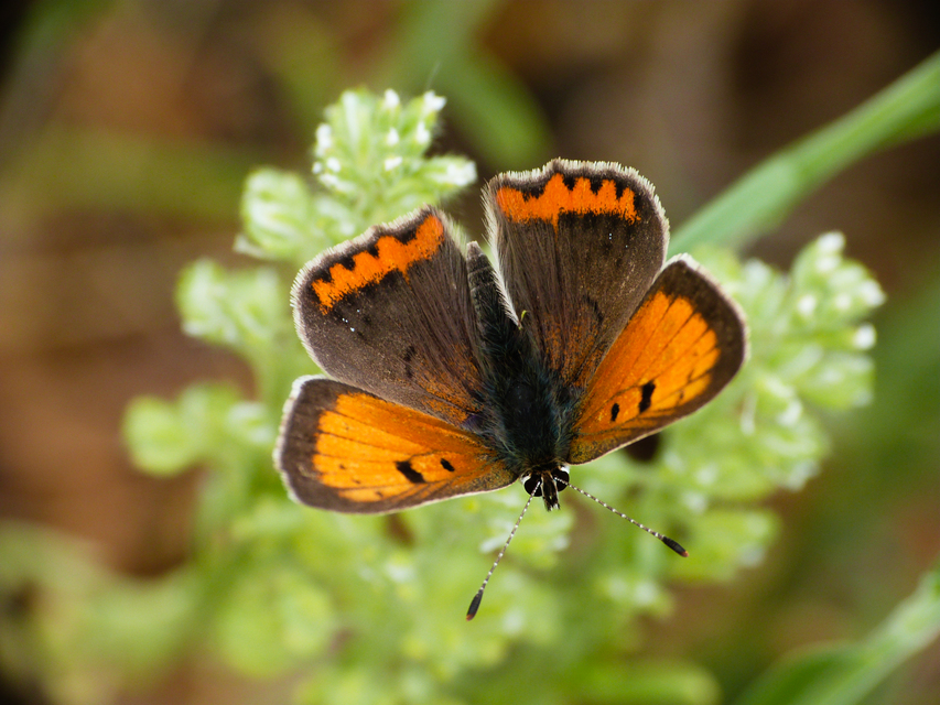 Lycaena phlaeas - közönséges tűzlepke
