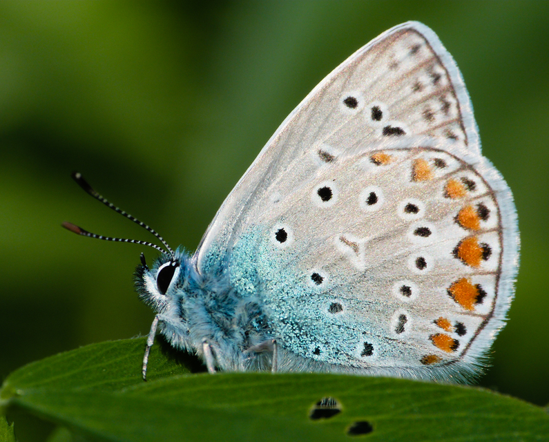 Polyommatus icarus - közönséges boglárka