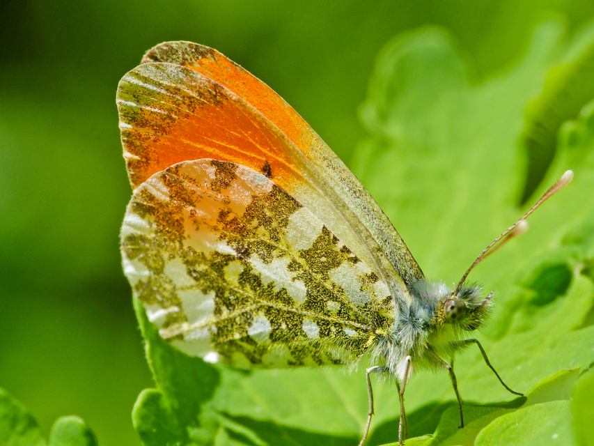 Anthocharis cardamines - hajnalpírlepke