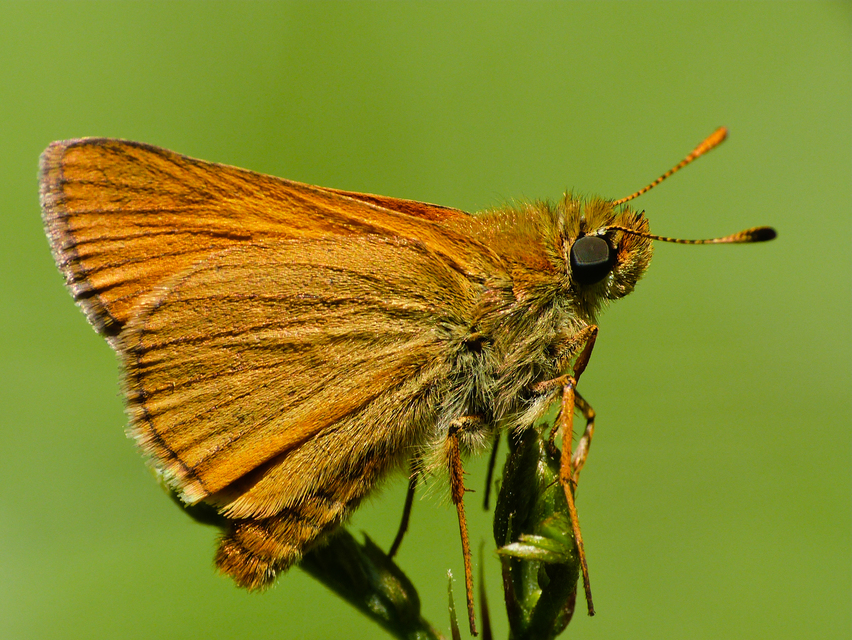 Ochlodes sylvanus - erdei busalepke