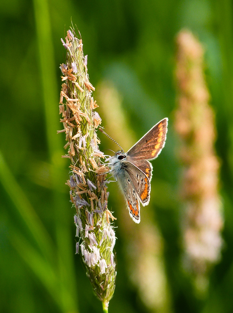 Aricia agestis - szerecsenboglárka