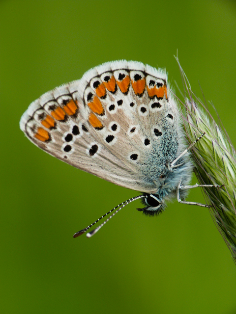 Aricia agestis - szerecsenboglárka