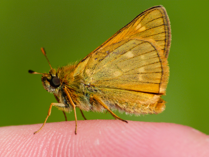 Ochlodes sylvanus - erdei busalepke