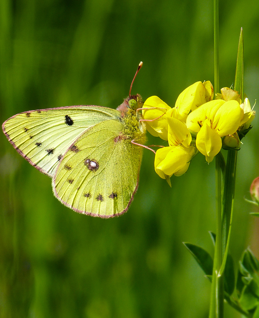 Colias hyale - kéneslepke