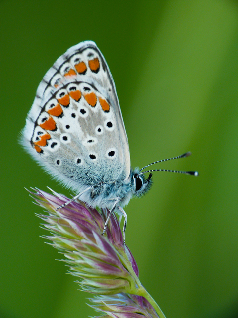 Polyommatus icarus - közönséges boglárka
