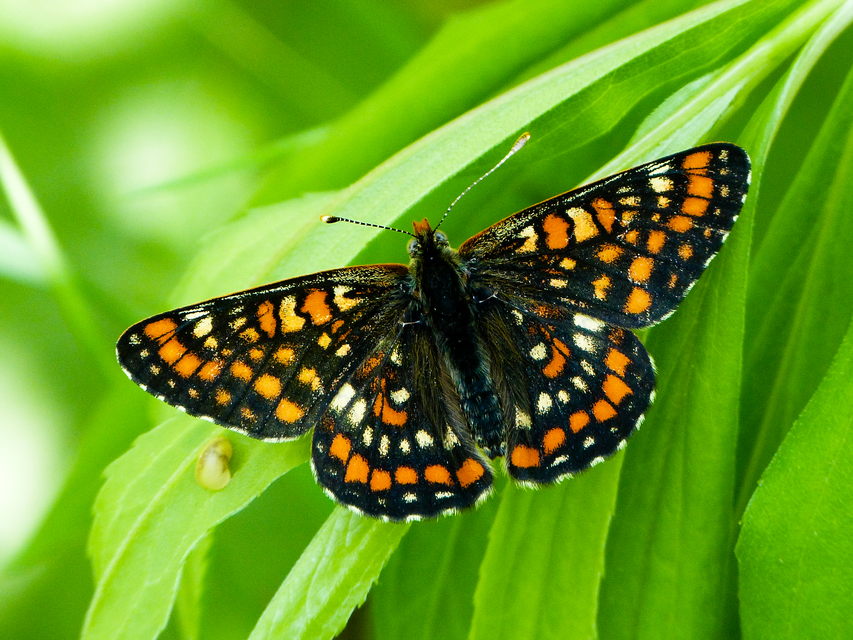 Euphydryas maturna - díszes tarkalepke