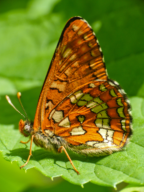 Euphydryas maturna - díszes tarkalepke