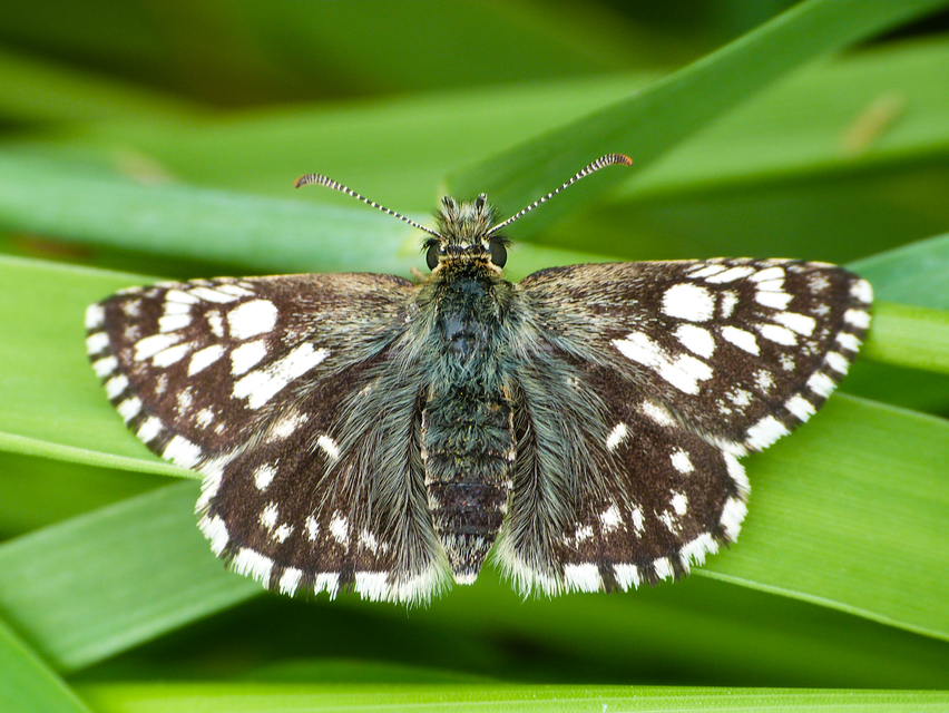 Pyrgus malvae - kis busalepke
