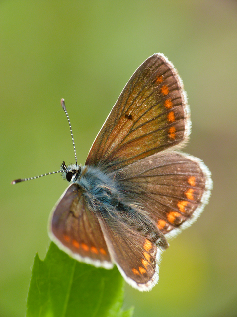 Aricia agestis - szerecsenboglárka