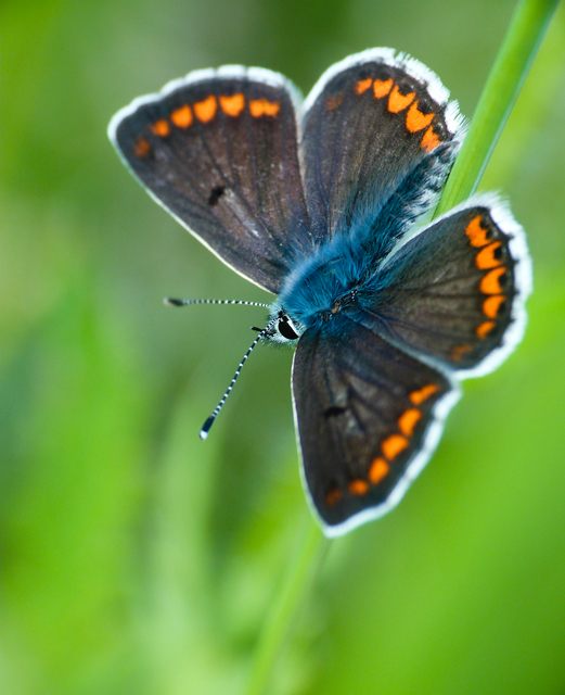 Aricia agestis - szerecsenboglárka