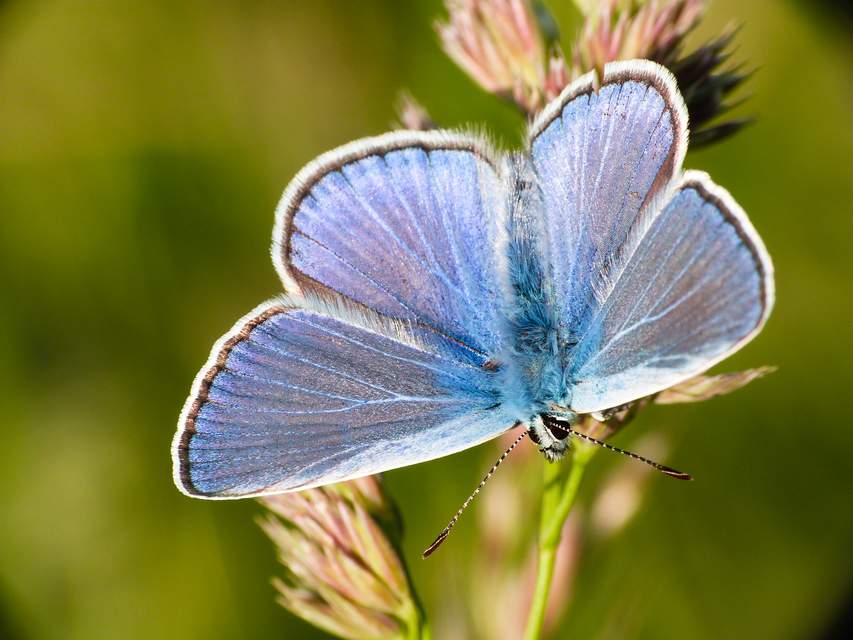 Polyommatus icarus - közönséges boglárka