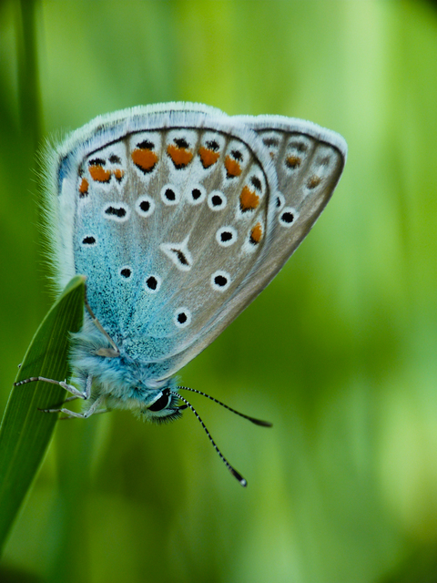 Polyommatus icarus - közönséges boglárka