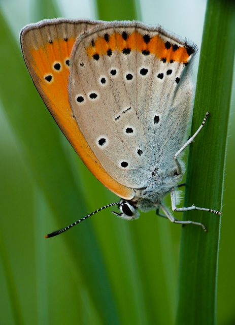 Lycaena dispar rutilus - nagy tűzlepke