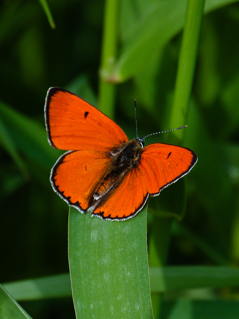 Lycaena dispar rutilus - nagy tűzlepke