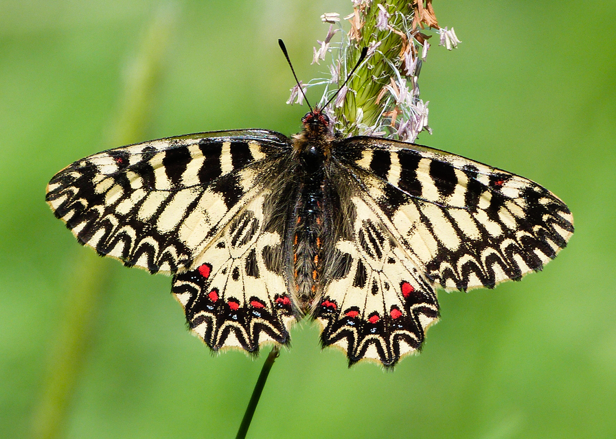 Zerynthia polyxena - farkasalmalepke
