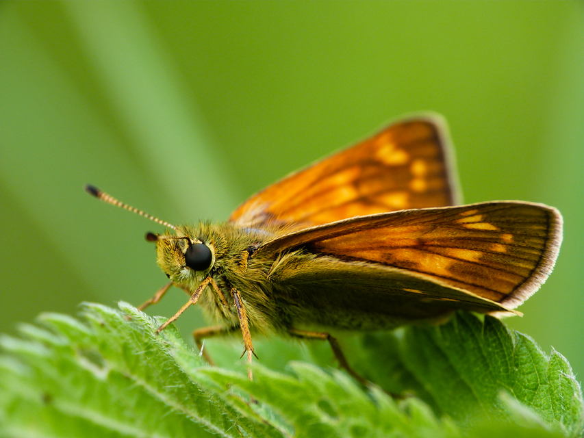 Ochlodes sylvanus - erdei busalepke