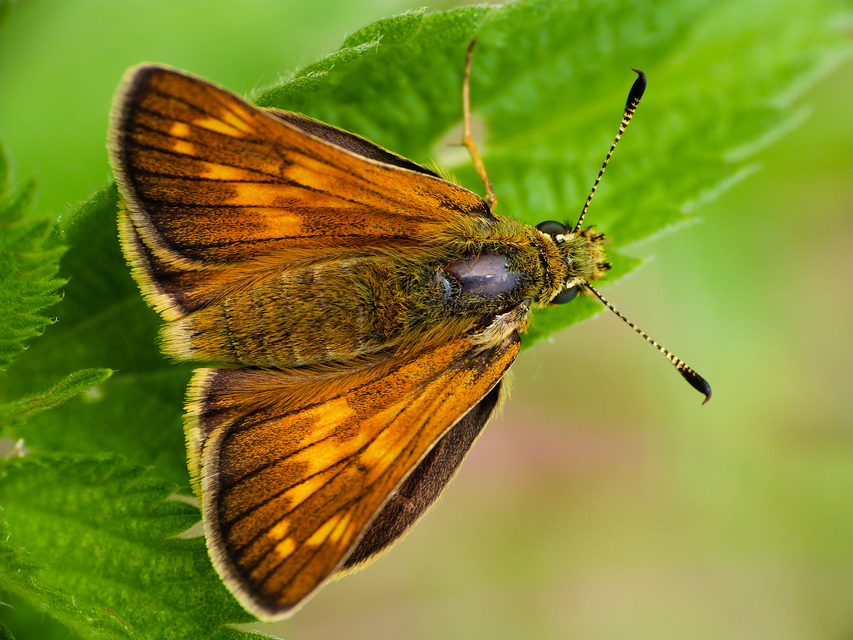 Ochlodes sylvanus - erdei busalepke