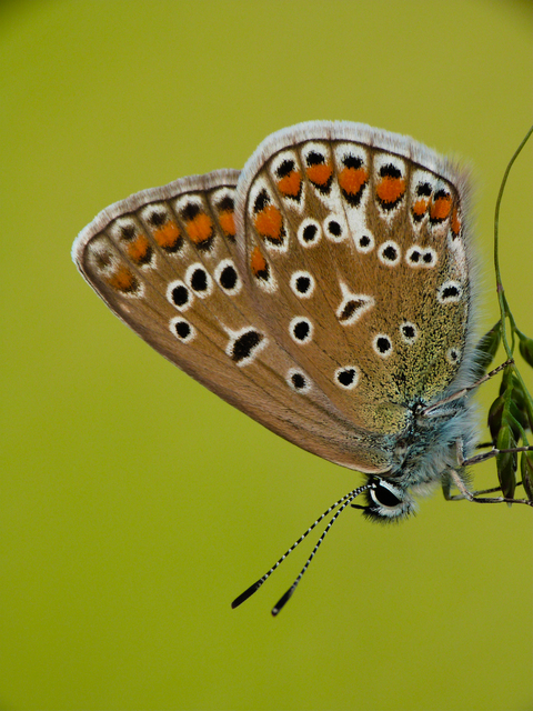 Polyommatus icarus - közönséges boglárka