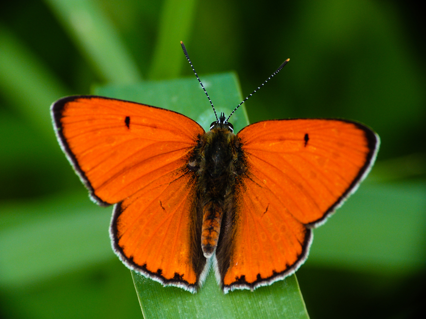Lycaena dispar rutilus - nagy tűzlepke