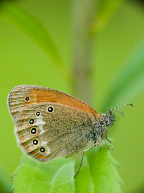 Coenonympha glycerion - közönséges szénalepke
