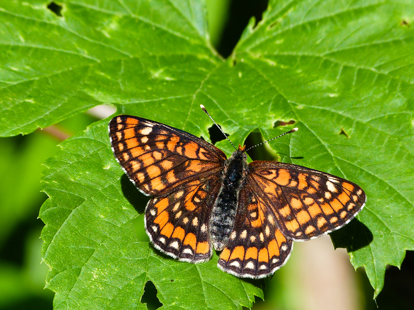 Euphydryas maturna - díszes tarkalepke