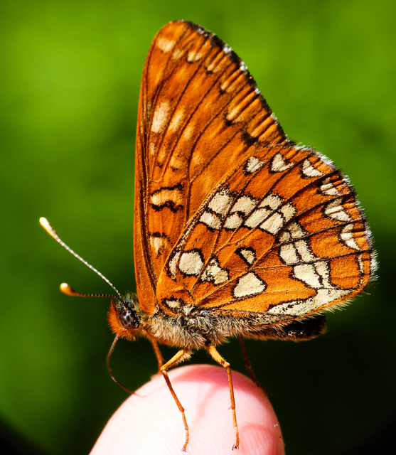 Euphydryas maturna - díszes tarkalepke