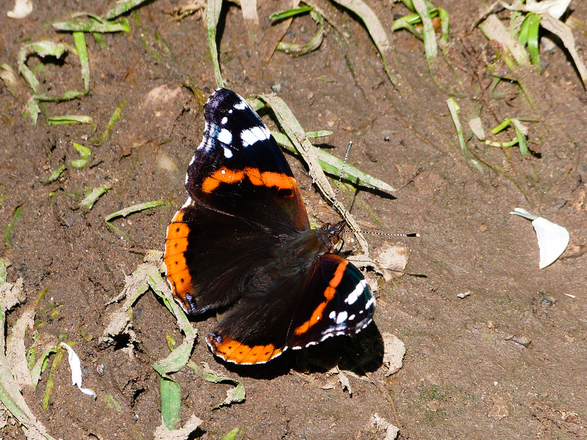 Vanessa atalanta - atalantalepke
