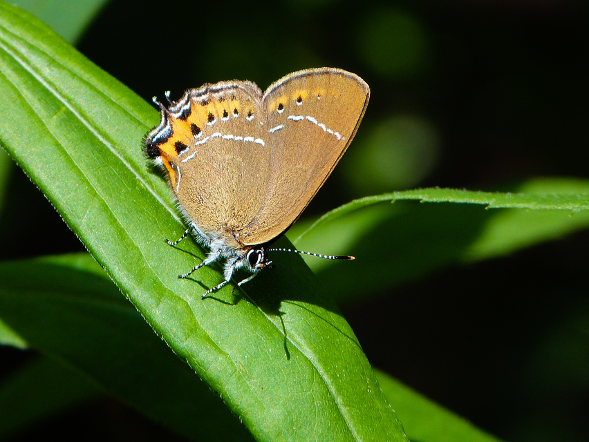 Satyrium pruni - szilvafa-csücsköslepke