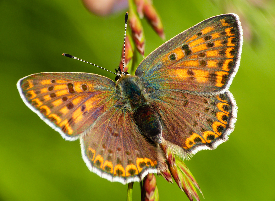 Lycaena tityrus - barna tűzlepke