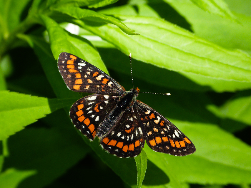 Euphydryas maturna - díszes tarkalepke
