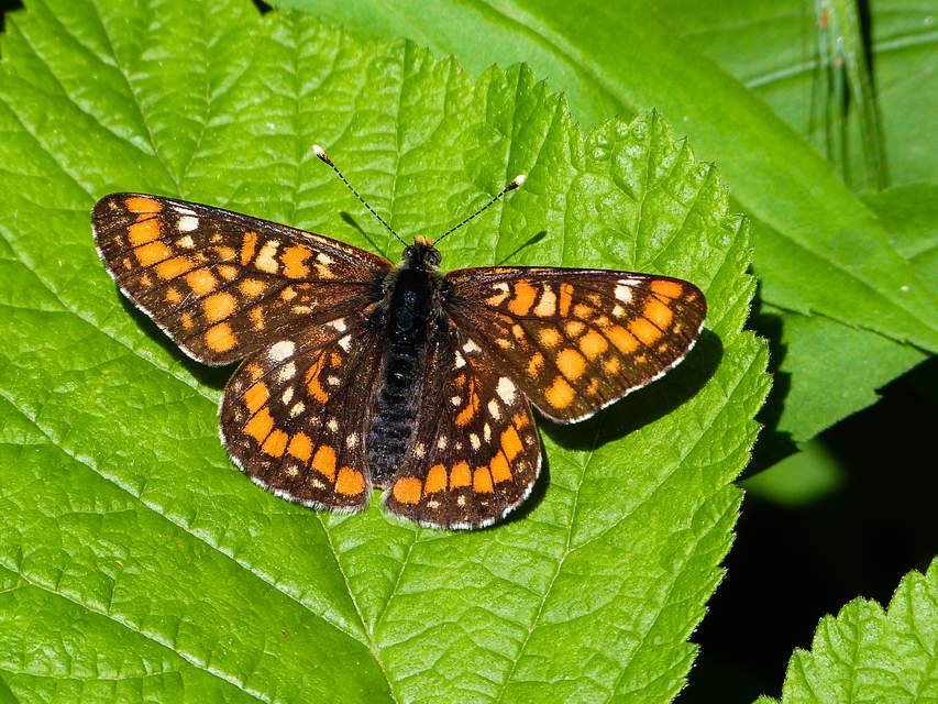 Euphydryas maturna - díszes tarkalepke