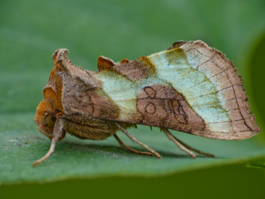 Diachrysia chrysitis - aranybagoly
