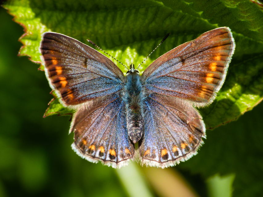 Polyommatus icarus - közönséges boglárka