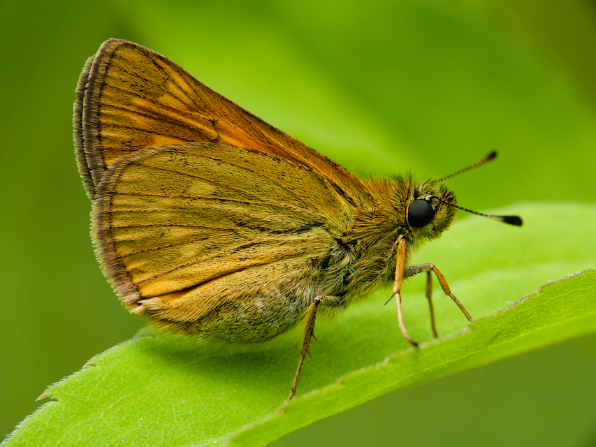 Ochlodes sylvanus - erdei busalepke