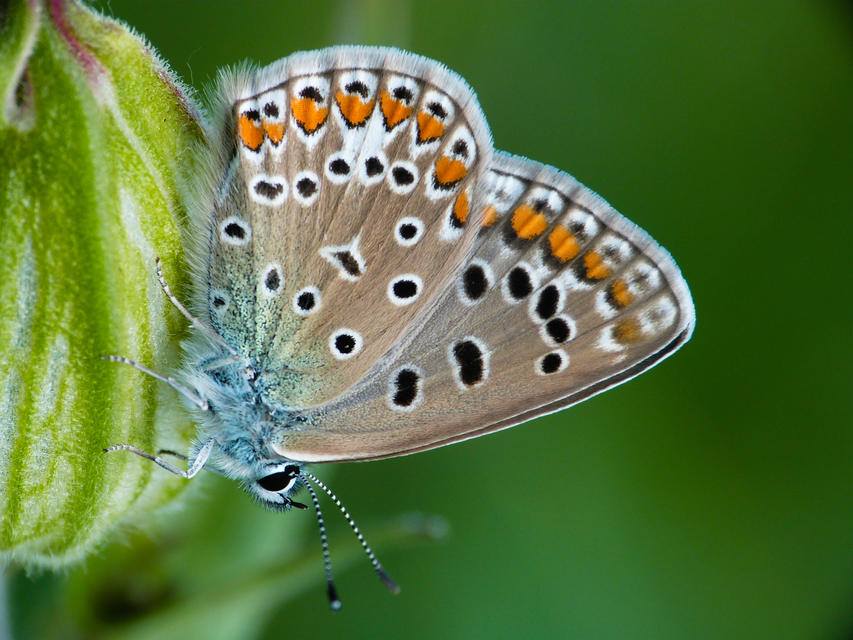Polyommatus icarus - közönséges boglárka