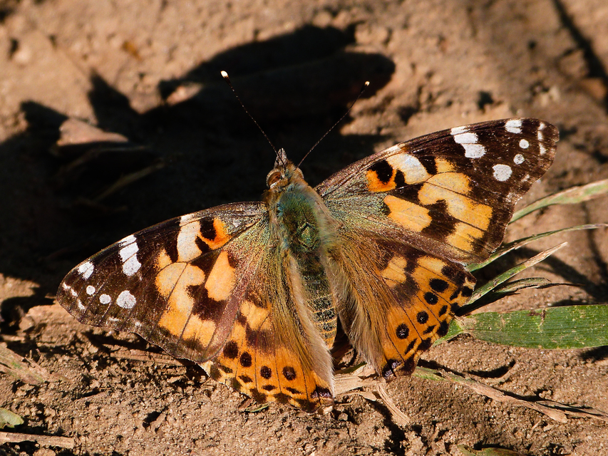 Vanessa cardui - bogáncslepke