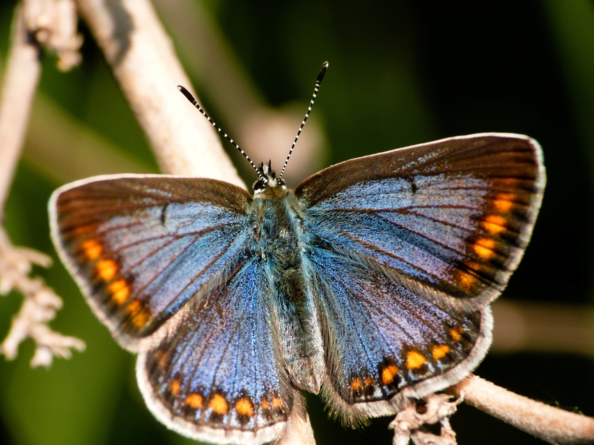 Polyommatus icarus - közönséges boglárka