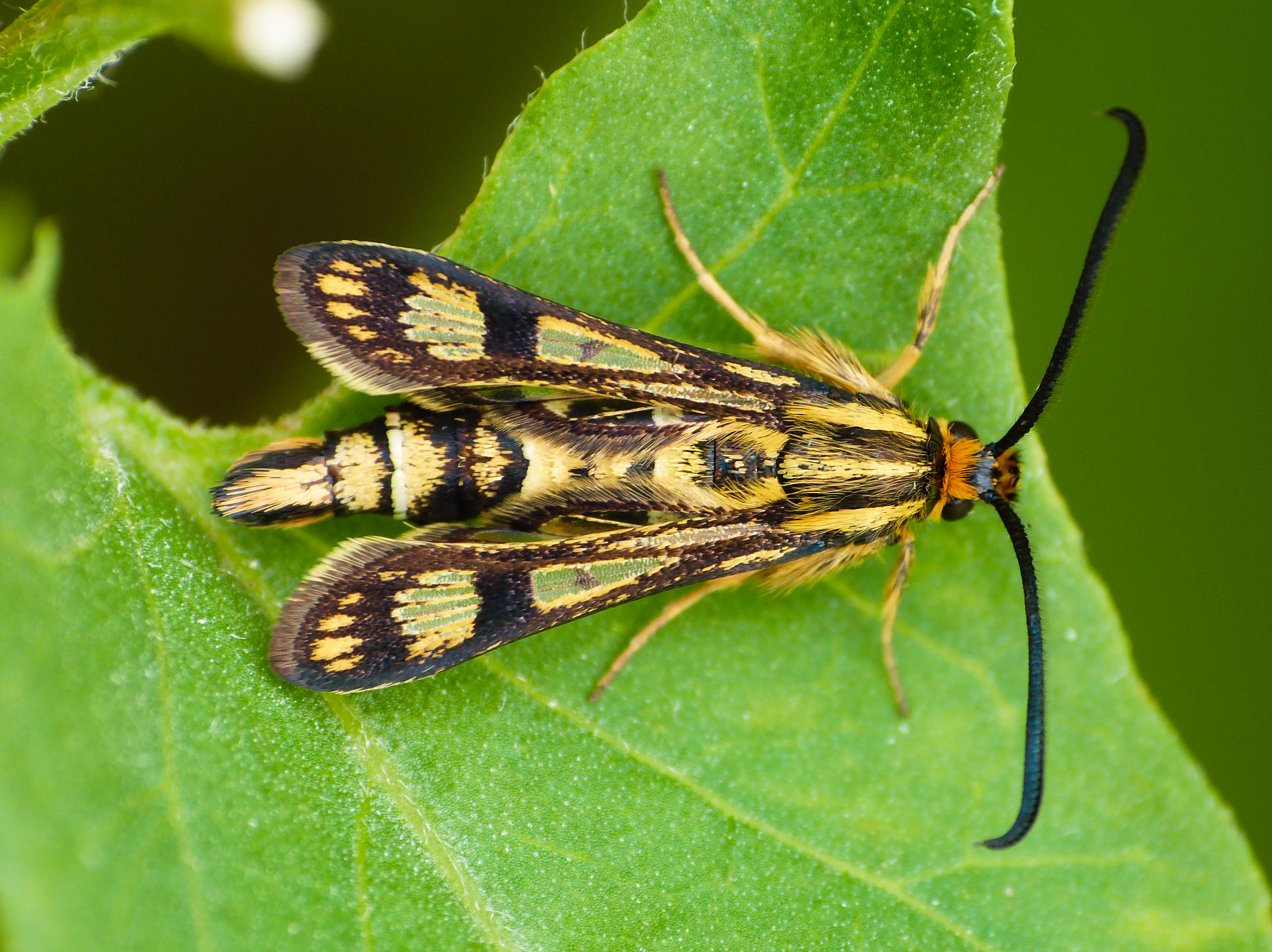 Chamaesphecia empiformis - farkaskutyatej-szitkár