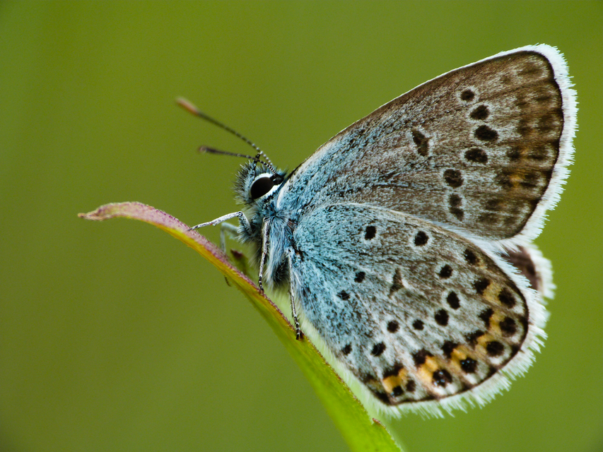 Plebejus argus - ezüstös boglárka
