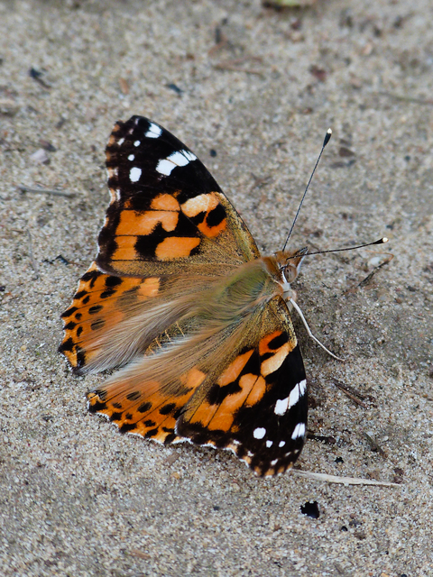Vanessa cardui - bogáncslepke
