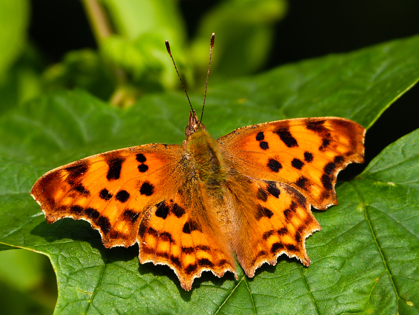 Nymphalis c-album - C-betűs lepke