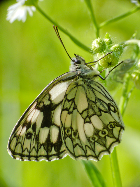 Melanargia galathea - sakktáblalepke