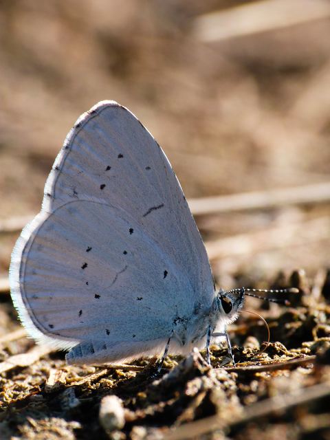 Celastrina argiolus - bengeboglárka