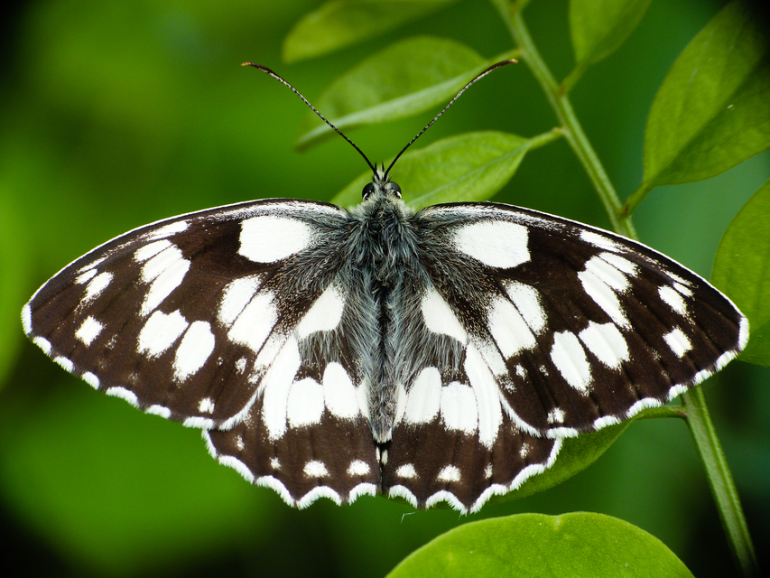 Melanargia galathea - sakktáblalepke