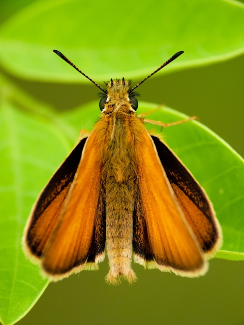 Thymelicus lineola - vonalas busalepke