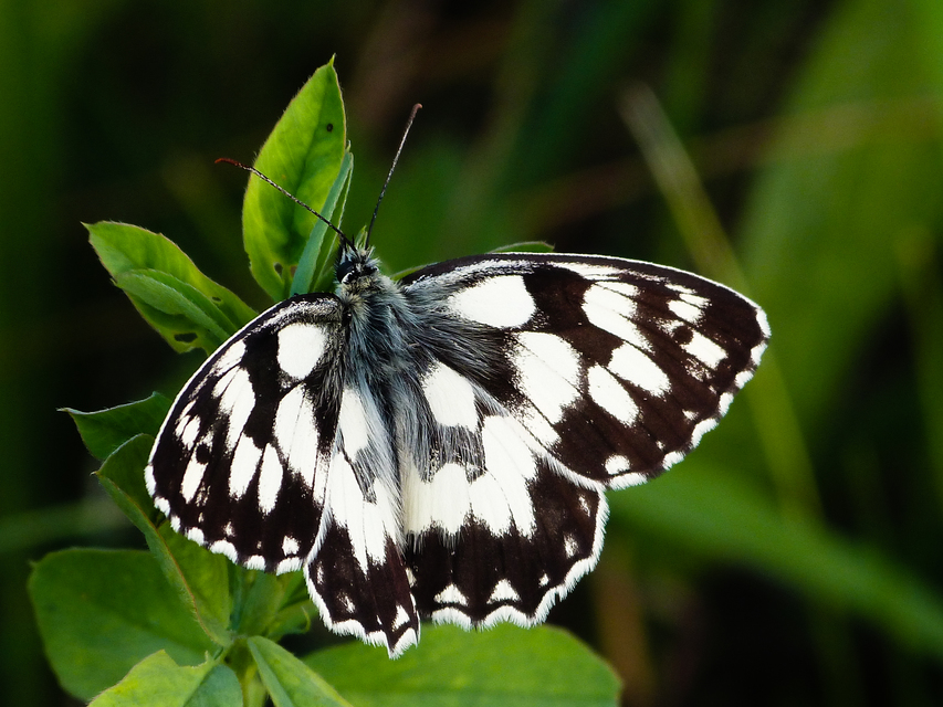 Melanargia galathea - sakktáblalepke