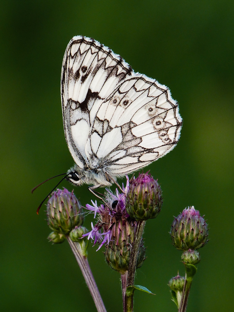 Melanargia galathea - sakktáblalepke