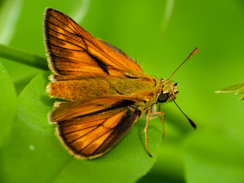 Ochlodes sylvanus - erdei busalepke