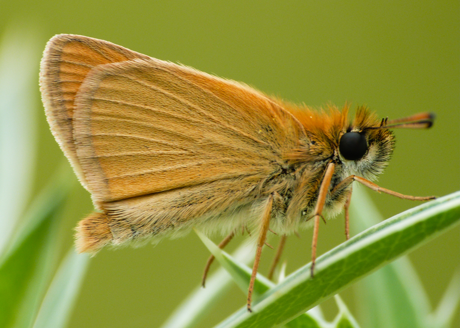 Thymelicus lineola - vonalas busalepke