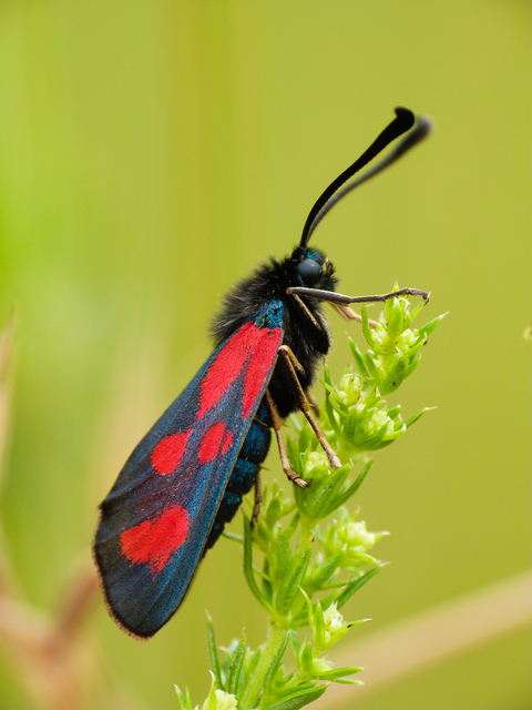 Zygaena loti - közönséges csüngőlepke